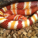 reptiliavita-blog avatar