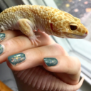 reptispell avatar