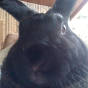 republic-of-pongo avatar