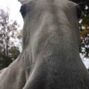 republicansithlord avatar