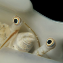 researchsstuff avatar