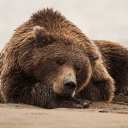 residentbear avatar