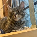 residenttrashcan avatar