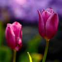 resilienza67-blog avatar