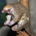 resonant-bathys avatar