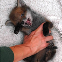 respondwithfury avatar