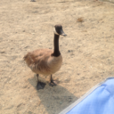 rest-now-my-warrior avatar