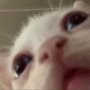 restingtuna9ight avatar