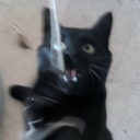 restless-things avatar