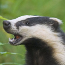 retro-badger avatar