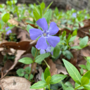 return-to-the-forest avatar