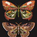 returnofxelith avatar