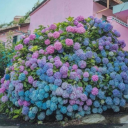 reveredhydrangeas avatar