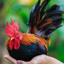 reverent-rooster avatar