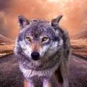 rex72 avatar