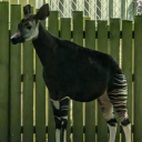 rexdosethings avatar