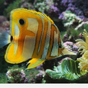 rey-de-los-hanquis avatar