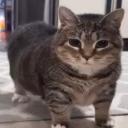 reycat avatar