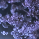 reyla-the-black-wolf avatar