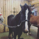 reynadelneigh-blog avatar