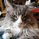 rhianwen24601 avatar