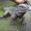 rhino-iguanna avatar