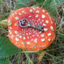 rhubarbmuncher avatar