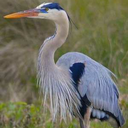 rhysintherain avatar