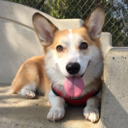 rhysthecorgi avatar