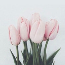 rhysthehighlord avatar