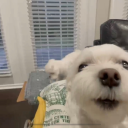 ricericebaby21 avatar