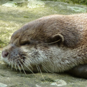 ricourashiman avatar