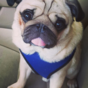 riderthepug avatar