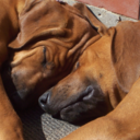 ridgelessridgeback-blog avatar