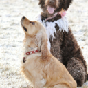 ridiculousnymph avatar