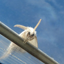 ridiculoussquid avatar