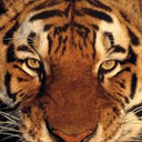 righteous-tiger avatar