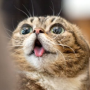 rightfulmurmur avatar