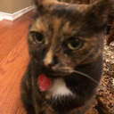 rightsoherewego avatar