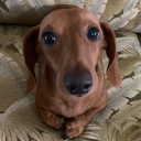 rileyismirazia avatar