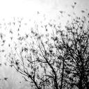 rileysramblings avatar