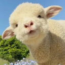 rilowizardshaddow avatar