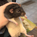 rinabaioretto avatar