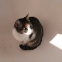 rinah-creates avatar