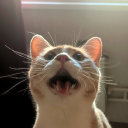 rinasrandomreblogs avatar