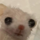 ring-a-ling-a-lune avatar