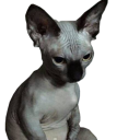 ringalingaling avatar