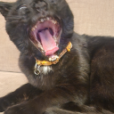 ringo-starr-cat-edition avatar