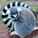 ringtailed-loser avatar