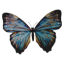 ringwandervng avatar